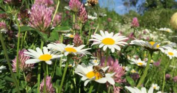 Fotowettbewerb: Blumenwiese in Kammern