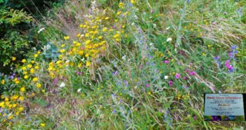 blühende Blumenwiese