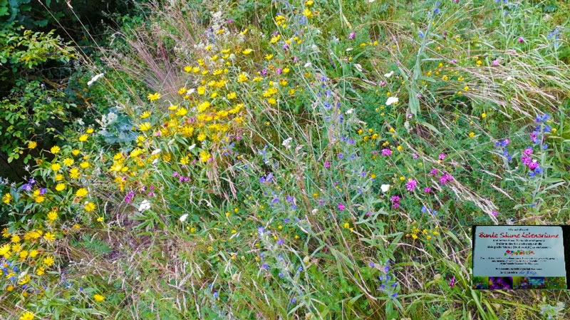 blühende Blumenwiese